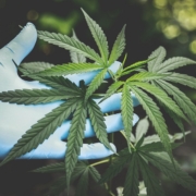 Cannabis CBD homogeneización equipos de laboratorio equipamiento cromtek