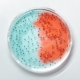 Test PCR para la seguridad de los alimentos