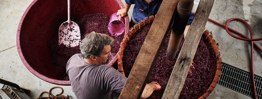 Vino producción análisis vitivinícola mosto