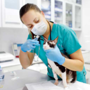 medicina veterinaria equipos de laboratorio animales mascotas