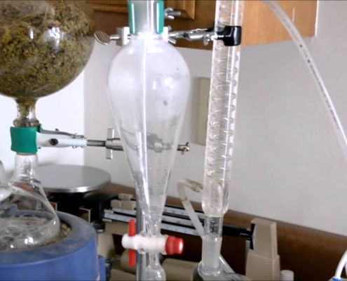 Extracción cannabis destilación aceites esenciales CBD marihuana
