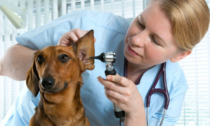 medicina veterinaria equipos de laboratorio animales mascotas