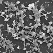 Biofilm purificación de agua calidad del agua equipos de laboratorio