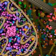 Síntesis de proteínas ADN ARN biología