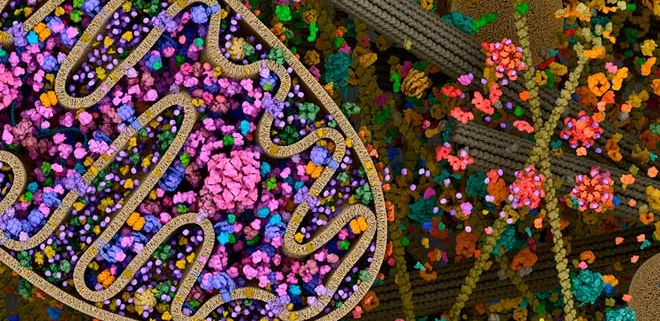 Síntesis de proteínas ADN ARN biología
