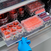 Incubadora de cultivo celular equipos de laboratorio análisis ciencia