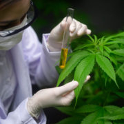 Cannabis medicinal equipos de laboratorio análisi