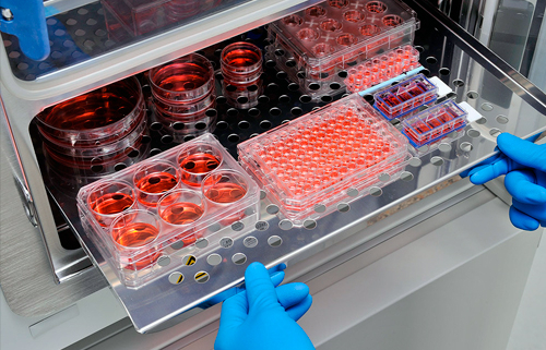 Cultivo celular equipos de laboratorio análisis ciencia