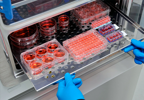 Equipo Utilizado Para Mantener Cultivos Microbiológicos O Celulares